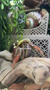 Hermit Crab Update: Sushi Playing, Eating & Exploring