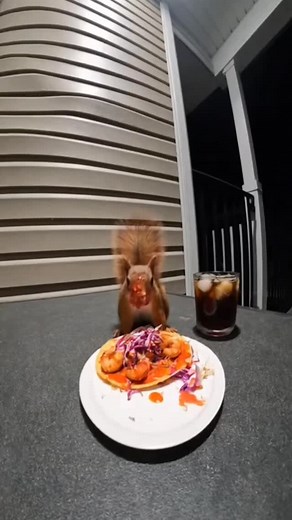 1.9K views · 2.7K reactions | squirrel vs spicy sea food  #funny #foryou #animals #squirrel #spicy #viral #fyp #foryoupage | SpicyNut the Squirrel | Facebook