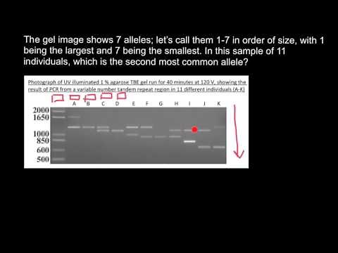 How to understand Gel Electrophoresis results 1