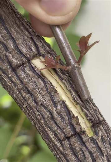 Mastering Patch Budding Grafting Techniques