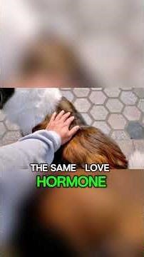 Why Dogs Rest Their Head on Your Lap | Dog Behavior