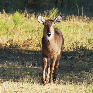 8.5K views · 222 reactions | Stop for a moment and enjoy the waterbuck! 歷 Why is it referred to as the waterbuck? As the name would suggest the waterbuck is a good swimmer and will use bodies of water as a defensive measure when pursued by a predator. They also secrete an oil substance onto their coat which helps them wick water off quickly. #waterbuck #africanantelope #safaripark #wildlife #fossilrim #glenrosetx | Fossil Rim Wildlife Center | Facebook