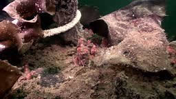 Ascidiacea ascidia Tunicata Urochordata underwater on seabed of White...