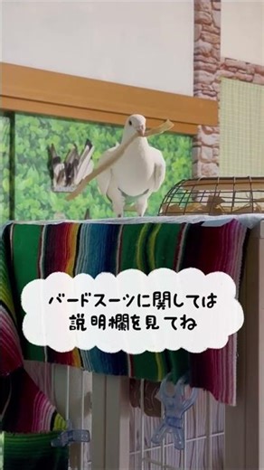 巣材を運ぶ♪カラスサイズの大きな土鳩ホシロ君♪ 2025/8/12撮影 #鳩 #野鳥保護 #害鳥と差別されているカラスや鳩の魅力を伝える #カラスや鳩の魅力を伝える
