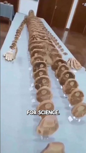 Cross section of the human body in a museum!