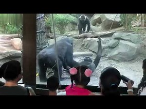 Gorillas Perform Oral S*x at Bronx Zoo