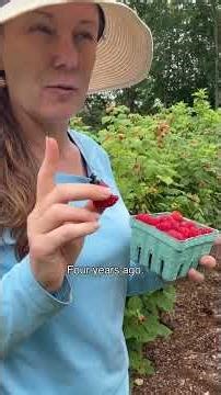 When you order raspberries you will get these individual canes that look like sticks