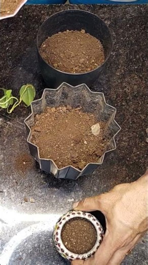 How to Repot After Root Rot Treatment | Save Your Plant #Gardening #PlantTips #HomeGarden