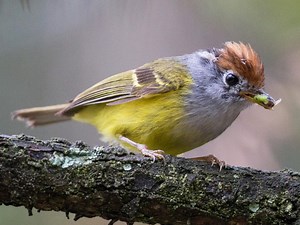 Chestnut-crowned Warbler - eBird