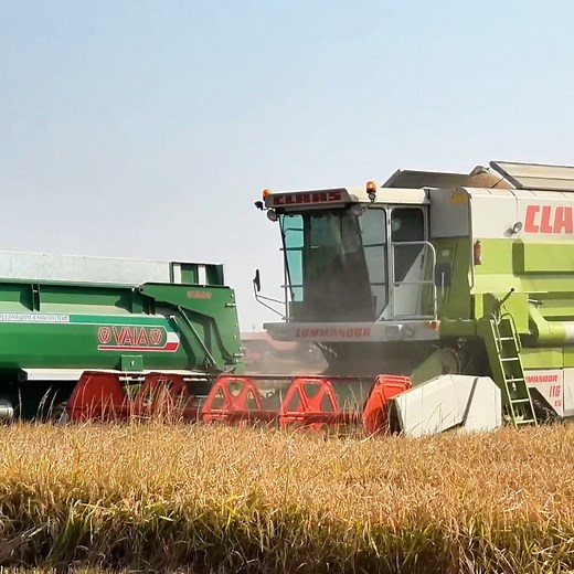 125K views · 2.3K reactions | Claas Lexion combine harvester in action at the rice harvest! #reels #harvesttime #riceharvest | Big Machines | Facebook