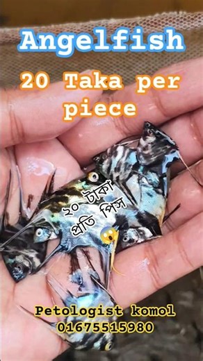 Angelfish (এঞ্জেল ফিস) 20৳ only😱🐠🐟 #shortvideo #fishbreeding #fishingvideo #angelfish #fishing