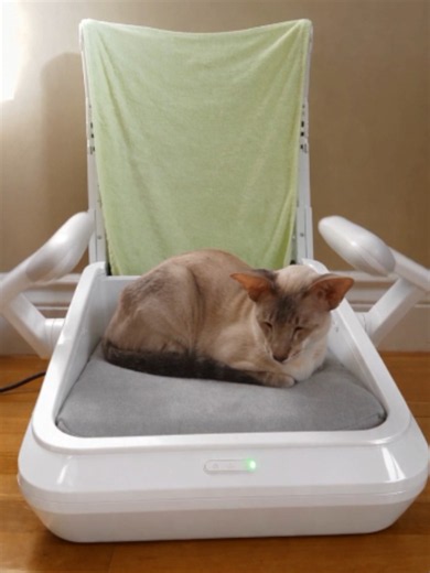 Bro’s Personal Sleep Machine for Cats — Next Level Comfort