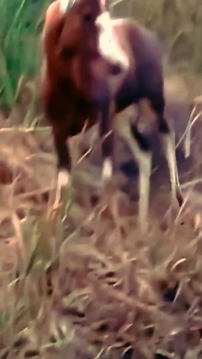 1.6M views · 10K reactions | Amazing animals, nature and animals lover | Nature & Animals lover | Facebook