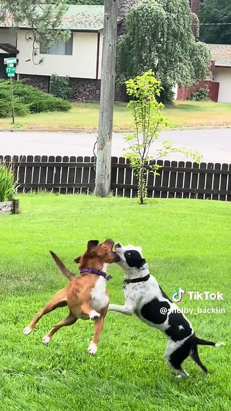 #rescuedogsaremyfavoritebreed