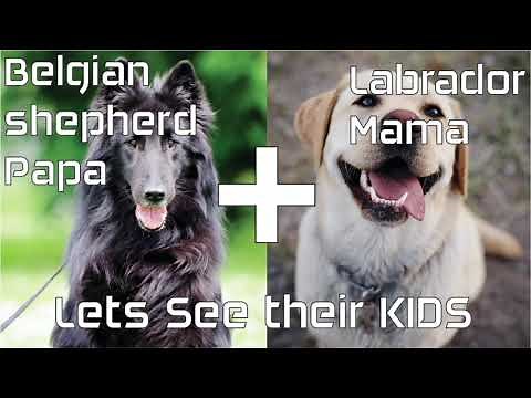 Labrador and Belgian Malinois Mix / Cross