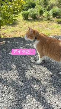 何も起きない幸せ…山の猫が一番嫌いな相手 #shorts