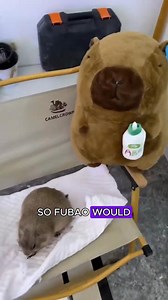 A responsible groundhog. #healing #funnyanimal #cute #groundhogs #shortvideo | Fluffy land Animals