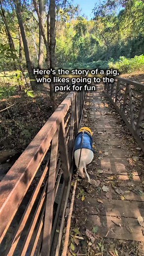 Story about a Pig 🐽 #poetry #pets #storytelling | Madison Madison