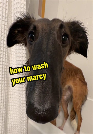 cleolonglegs (@cleolonglegs)’s video of Giving My Dog A Bath