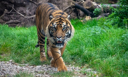 Camera Traps Capture a Surprising Surge in Endangered Sumatran Tiger Sightings!