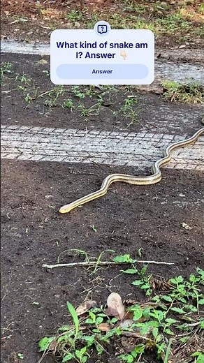 Test your snake identification skills! #florida #wildlife #reptiles #snakes #nature