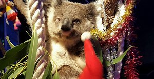 Diesel the Koala All Pumped Up for His Christmas Play Set
