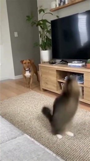 The Dog Scared the Cat… Then the TV Came Crashing Down 😳