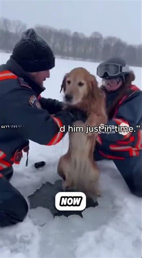 “Dog Pulled From Frozen River but Sadly Passes Away 💔 | Emotional Animal Rescue Story” #animalrescue
