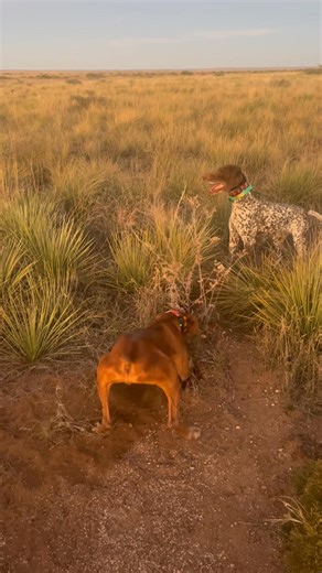 Trigger is a unique dog. When a hawk is on a kill he has a habit of making himself look busy by digging holes, and he has a vendetta against yucca. He is Tilly’s falconry dog sensei, and has been teaching her the finer points. | Laine Sladen