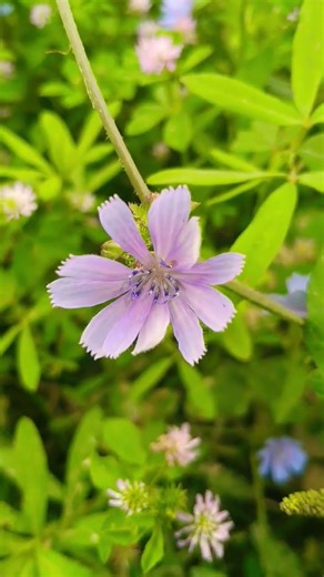 Bahut sunder flower 💐#youtubeshorts #yuotube #nature 🌿🍃