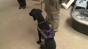 Service Dog Rules And Regulations