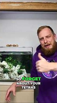 Unbelievable Fish! The Smallest Cichlids You've Never Seen! #aquariumfish #aquascapelowtech