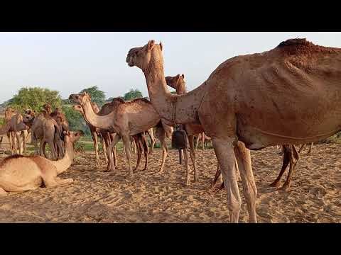 Subha ky waqat Carmels apni form m #cameldiet #animals #البخل