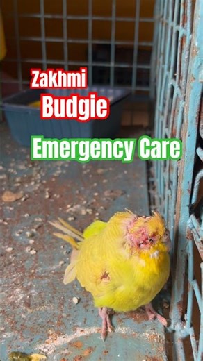 What Happened to Budgie? | Emergency Care of Bird | Apna Chidiya Ghar | #ytshorts #youtubeshorts