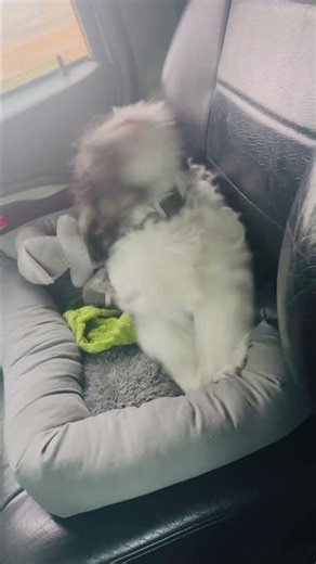 First time rolling with window down he’s so funny.