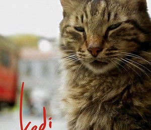 Kedi Summary, Trailer, Cast, Where to Watch and More