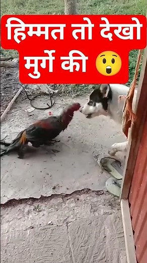 Epic Cock vs Dog Fight 😱 | Unbelievable Moment #epictrend