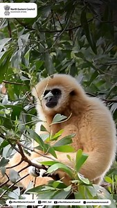 Let's swing into action for the hoolock gibbons! Forest conservation is key to their survival. Join the effort to protect these amazing primates and their habitats. #HoolockGibbons #Mizoram #ForestConservation @visit_rb @narendramodi @amitshahofficial @jyotiradityascindia @dr.sukantabjp @pibindia @mygovindia | North Eastern Council