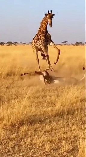 Lioness Attacks Baby Giraffe — Mother Fights Back Like a Warrior! 💥🦒