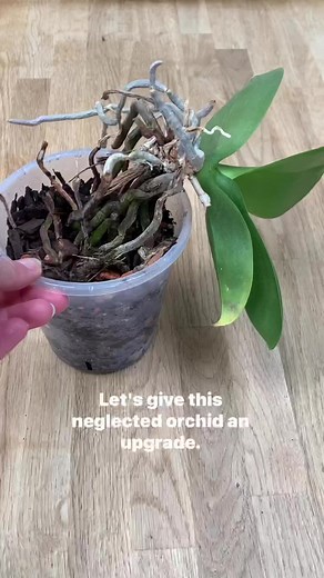 ThePlantRescuer on TikTok