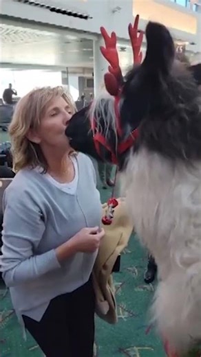 Therapy #llamas spread joy at #Portland airport #Shorts