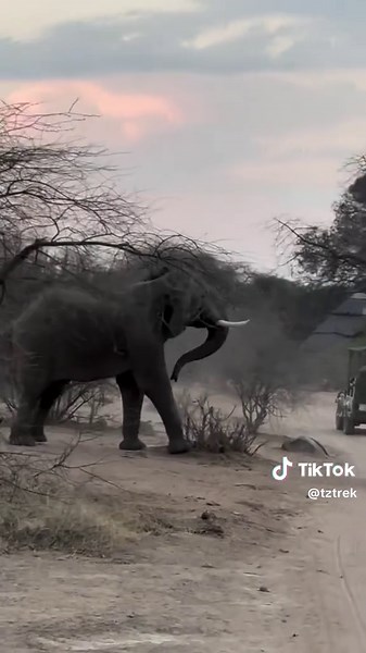 Elephants in Their Natural Habitat: A Scenic View