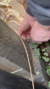 Here is how to save a baby Hummingbird from a tight spot. This was the final day of filming Flower's nest and this chick just fledged and made a critical flight error that ended with it crashing into the house and falling into the space between the planter and the post. If we hadn't been filming this chick and watching closely, it would not have survived. Always use a little twig to allow the chick to grab on and then move the stick where it should be. This little guy was fine. This was the fina