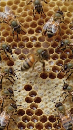 the bee dance #honey #bee #1000subscriber