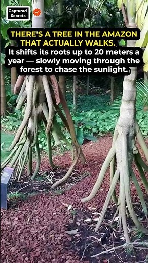 This Amazon Tree Can Walk Through the Forest — And It's Real 🌳