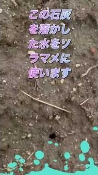 お菓子の吸湿剤の資源化、捨ててしまえばゴミですがソラマメの連作障害防止に使える。 #家庭菜園 #家庭菜園 #農業