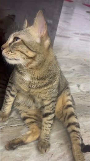 How to Give a Nebulizer to Your Cat | Easy Method to Help Sick Cats Breathe Better