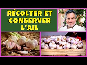 Ail bio au potager : récolte, séchage, conservation, rotation et maladie