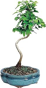 Brussel's Bonsai Live Ginkgo Bonsai Tree - 4 Years, 10 to 14 Inches Tall - Outdoor Bonsai Tree Live in Decorative Ceramic Bonsai Pot