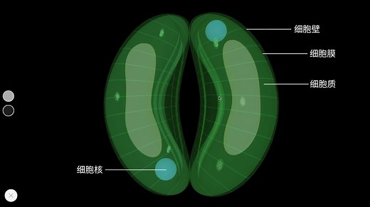 【生物】保卫细胞